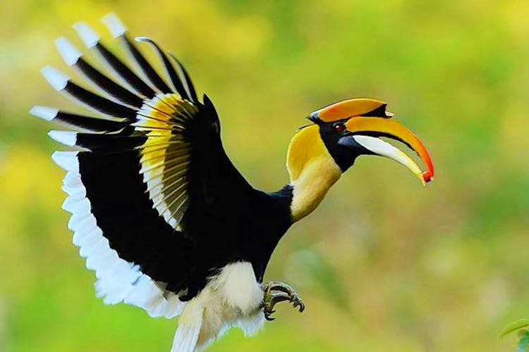 Bird,Vertebrate,Beak,Hornbill,Coraciiformes,Wildlife