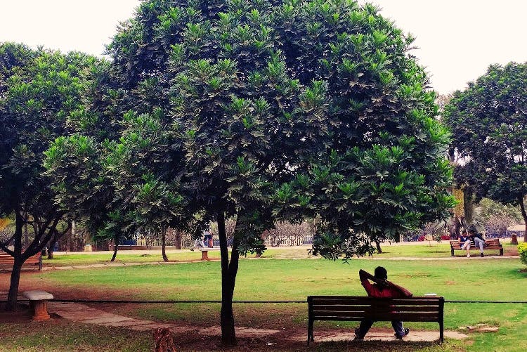 Tree,Woody plant,Plant,Bench,Grass,Park,Leaf,Furniture,Leisure,Tints and shades