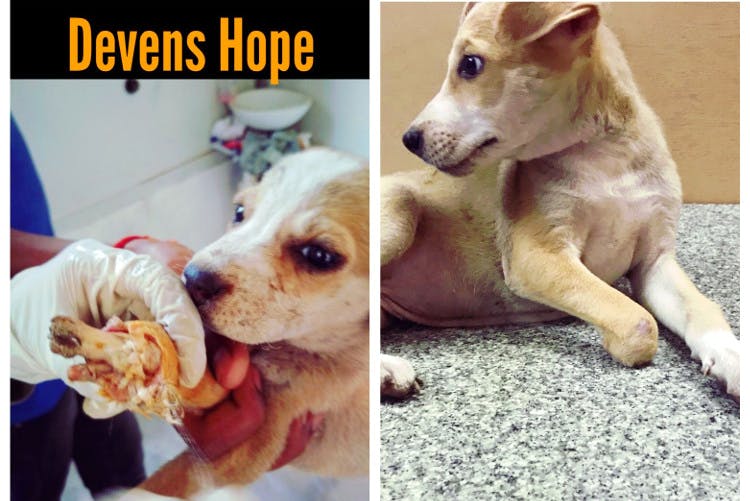 Deven's Hope Animal Shelter | LBB, Hyderabad