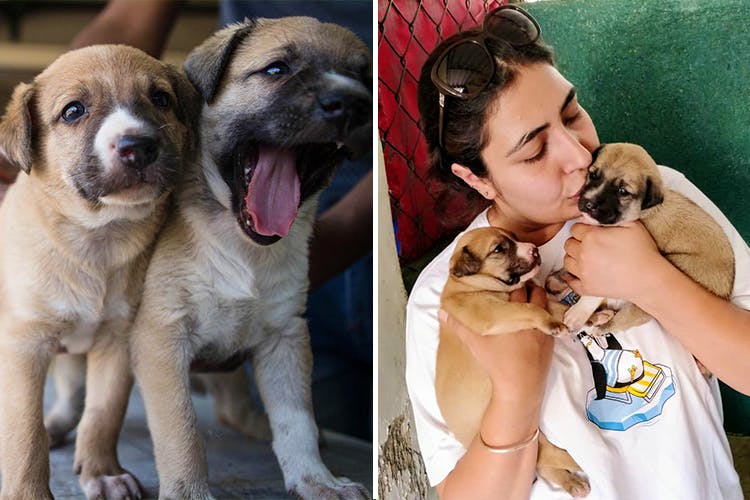 Adoption Alert: 7 Furry Dogs You Can Take Home Today | LBB Pune