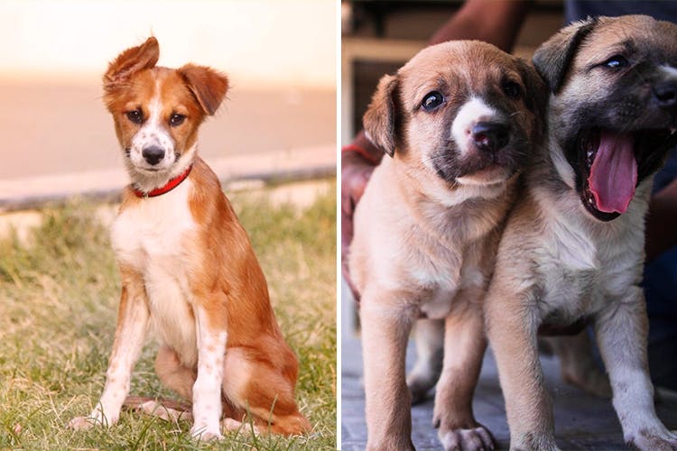 Adoption Alert 7 Furry Dogs You Can Take Home Today Lbb Pune