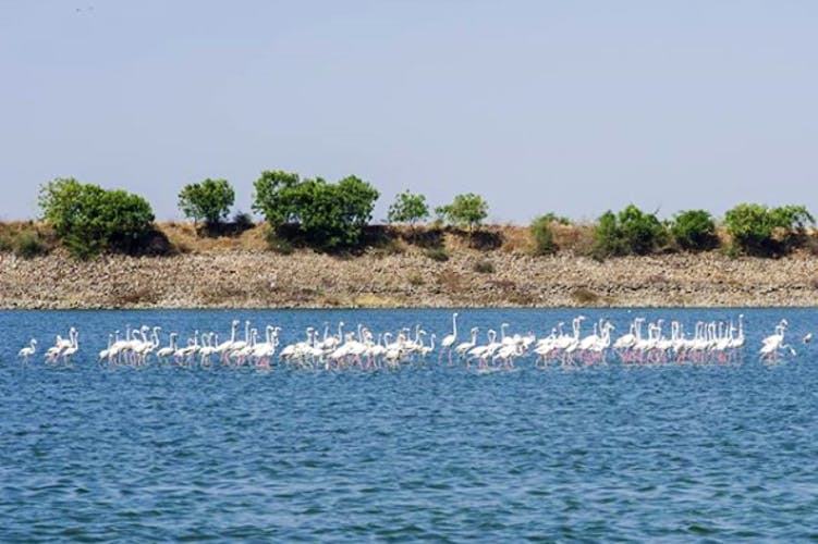 Water,Pelican,Flamingo,Nature reserve,Bird,Water bird,Seabird,Wildlife,Sea,Bank