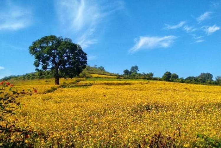 Natural landscape,Nature,Field,Natural environment,Meadow,Grassland,Yellow,Sky,Rapeseed,Prairie