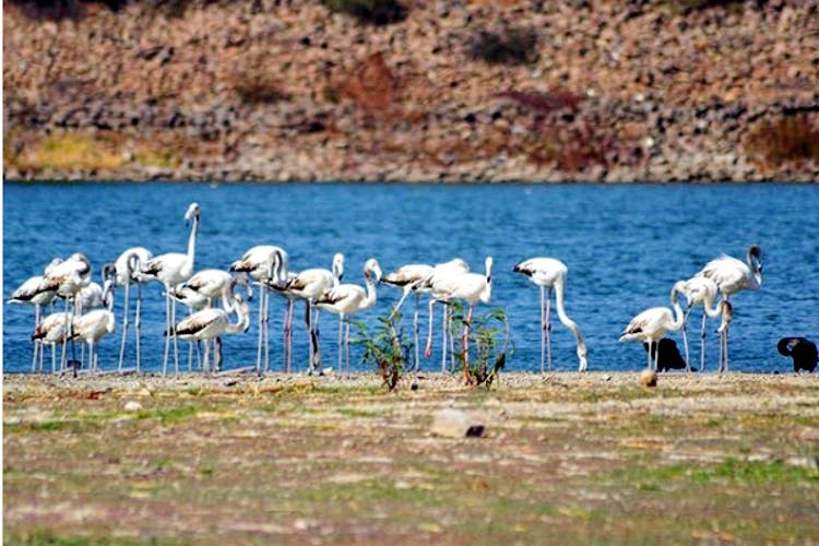 Bird,Flamingo,Water bird,Greater flamingo,Wildlife,Natural landscape,Beak,Nature reserve,Ecoregion,Adaptation