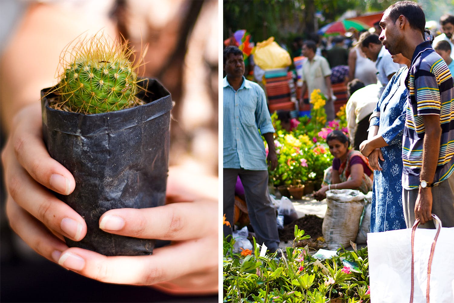 Flowerpot,Hand,Houseplant,Community,Plant,Adaptation,Flower,Floral design,Spring,Ceremony