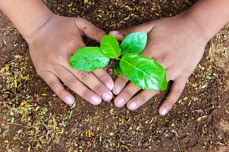 Leaf,Soil,Green,Plant,Hand,Flower,Adaptation,Arbor day,Herb,Compost