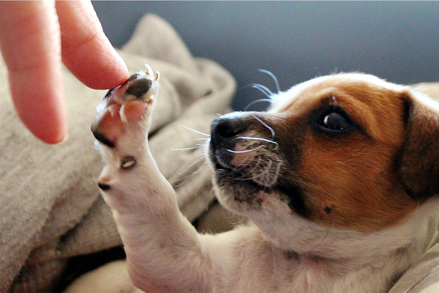 Dog,Canidae,Dog breed,Puppy,Companion dog,Carnivore,Russell terrier,Snout,Puppy love,Hand