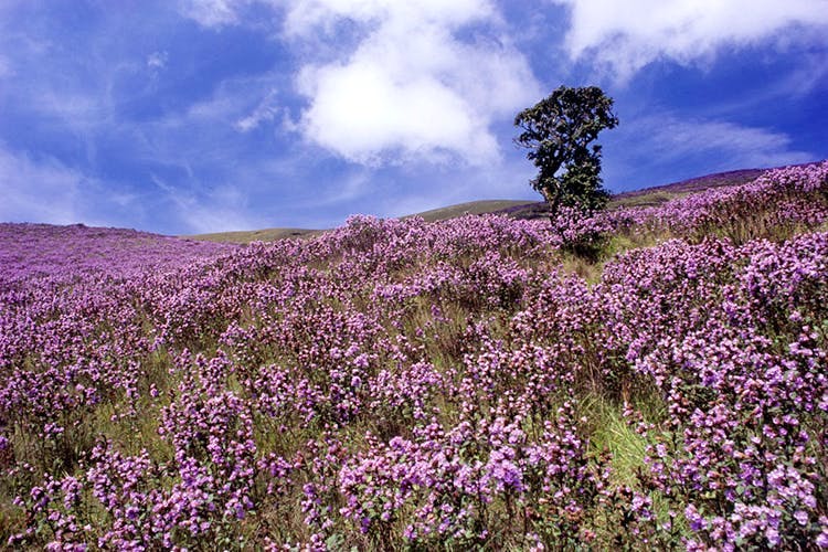 Lavender,Flower,Plant,Purple,Flowering plant,Sky,English lavender,Lavender,Wildflower,Spring