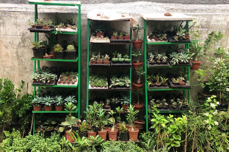 Shelf,Shelving,Plant,Houseplant,Herb,Garden