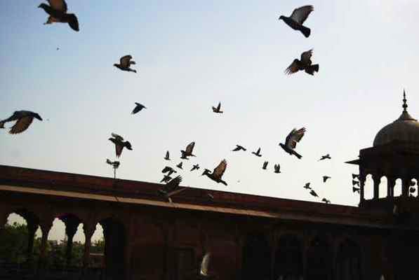 Flock,Bird,Bird migration,Animal migration,Pigeons and doves,Sky,Wing,Bat,Silhouette