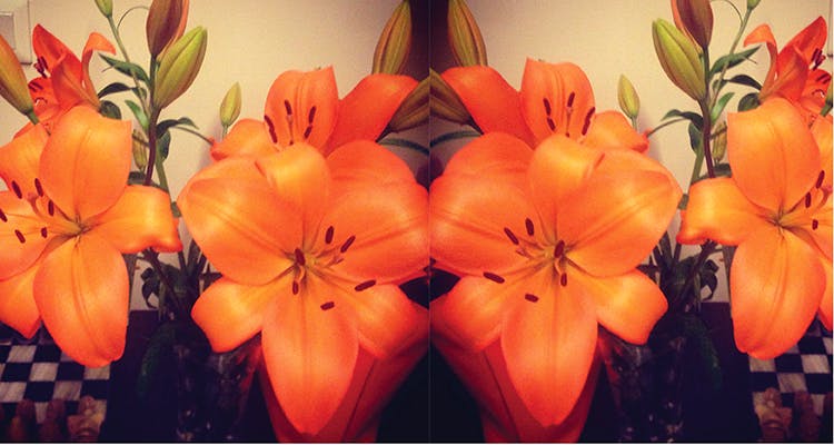 Lily,Orange,Flower,Petal,Plant,Orange lily,Botany,Flowering plant,Peach,Lily family
