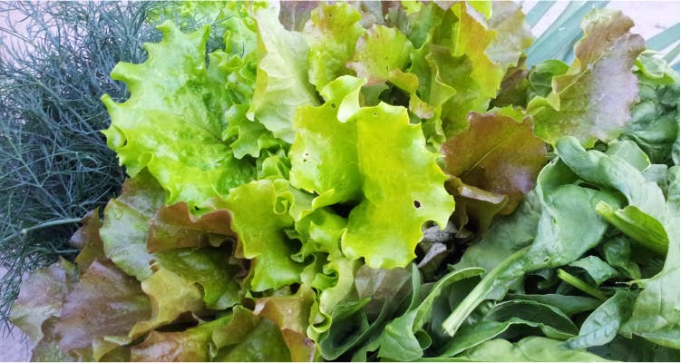Leaf vegetable,Vegetable,Food,Lettuce,Red leaf lettuce,Iceburg lettuce,Spring greens,Leaf,Cruciferous vegetables,Plant