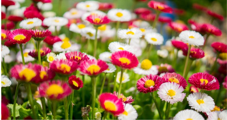 Flower,Flowering plant,Plant,Petal,Spring,Pink,Daisy,Daisy,Marguerite daisy,Wildflower