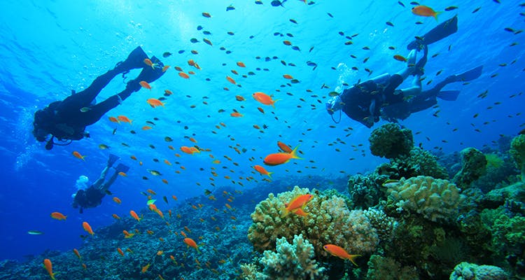 Coral reef,Underwater,Marine biology,Reef,Coral reef fish,Natural environment,Organism,Fish,Coral,Water