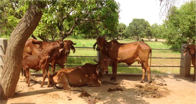 Bovine,Mammal,Cow-goat family,Livestock,Ox,Terrestrial animal,Snout,Rural area,Herd,Zebu