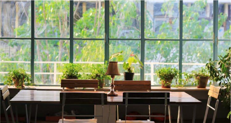Houseplant,Room,Window,Table,Botany,Building,Furniture,Plant,Restaurant,Interior design