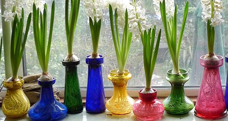 Green,Hyacinth,Flower,Cobalt blue,Houseplant,Plant,Vase,Glass,Leaf,Grass family