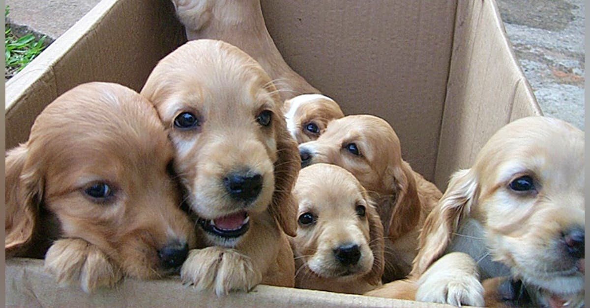 Visit These 7 Dog Shelters In Delhi Lbb Delhi Visit These 7 Dog Shelters In Delhi Lbb Delhi