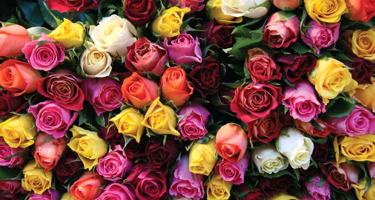Flower,Rose,Flowering plant,Garden roses,Plant,Floribunda,Pink,Rose family,Petal,Cut flowers