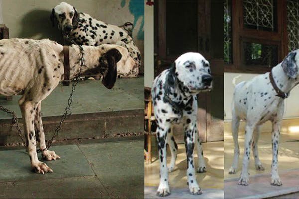 A Heartfelt Thank You From All The Animals At Friendicoes