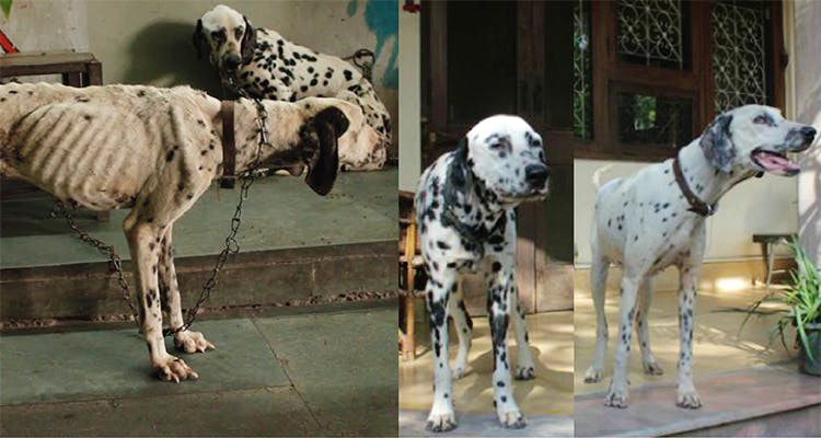 Check Out Friendicoes NGO For Animal Welfare | LBB, Delhi
