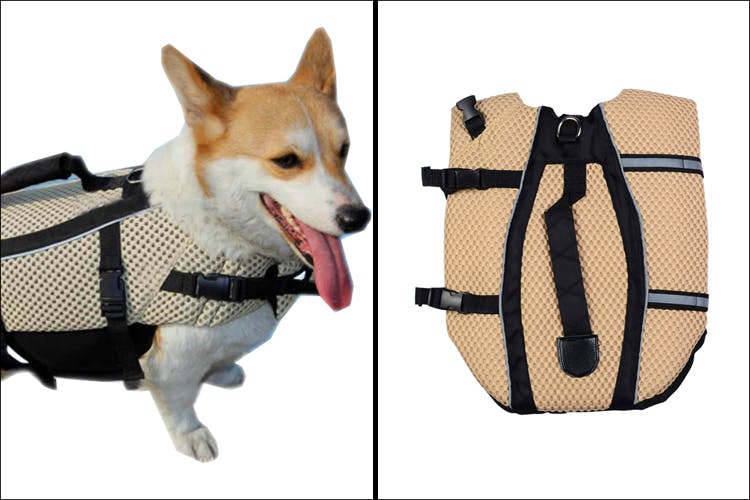 Canidae,Dog,Bag,Product,Leash,Dog breed,Carnivore,Companion dog,Luggage and bags,Collar