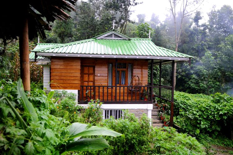 House,Vegetation,Building,Property,Home,Jungle,Cottage,Botany,Tree,Shed