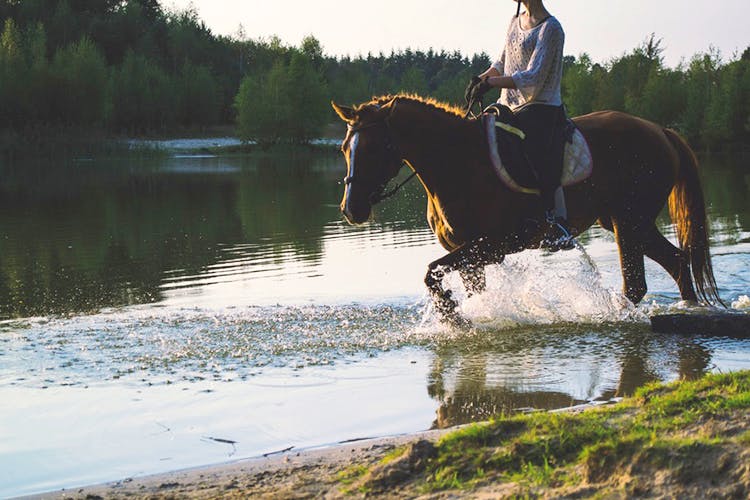 Horse,Bridle,Rein,Equestrianism,Animal sports,Halter,Outdoor recreation,Equestrian sport,Recreation,Mare