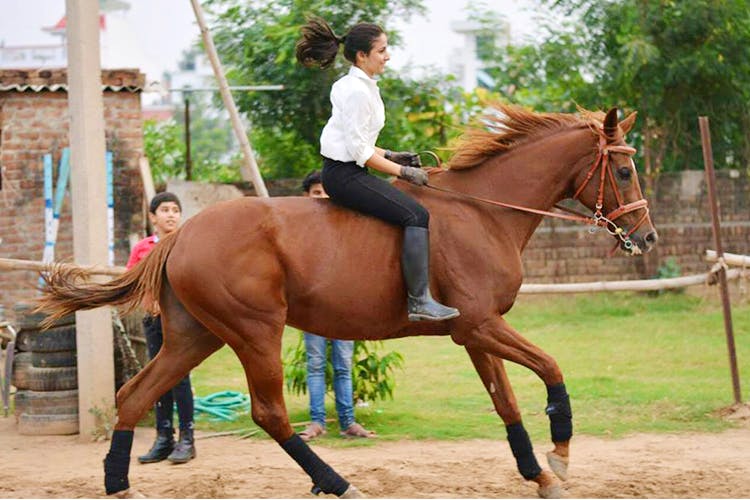 Horse,Bridle,Halter,Rein,Mammal,Vertebrate,Horse supplies,Horse tack,Saddle,Animal sports