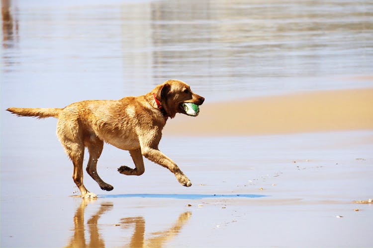 Dog,Mammal,Vertebrate,Canidae,Dog breed,Carnivore,Sporting Group,Water,Retriever,Hunting dog