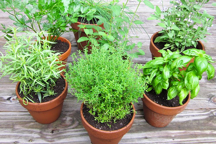 Plant,Flower,Flowerpot,Herb,Flowering plant,Houseplant,Fines herbes,Rosemary,Marjoram,Annual plant
