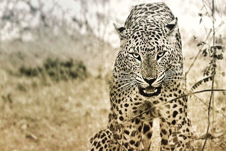 Terrestrial animal,Vertebrate,Wildlife,Leopard,Mammal,Felidae,Jaguar,Whiskers,Big cats,Snout