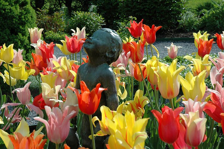 Flower,Flowering plant,Plant,Tulip,Petal,Garden,Botanical garden,lady tulip,Spring,Botany