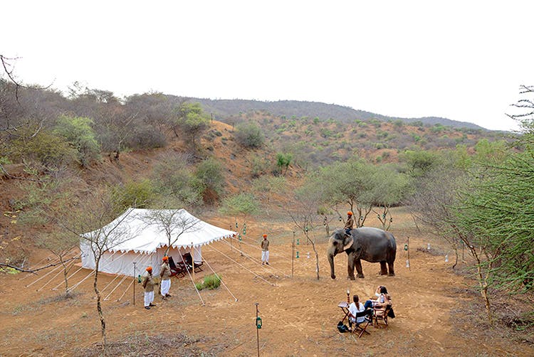 Wildlife,Safari,Adaptation,Working animal,Hill station,Savanna,Rural area,Plant community,Tree,Elephant