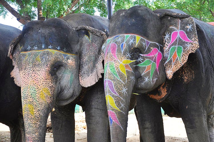 Elephant,Elephants and Mammoths,Indian elephant,Terrestrial animal,Wildlife,African elephant,Working animal,Tree,Snout,Temple