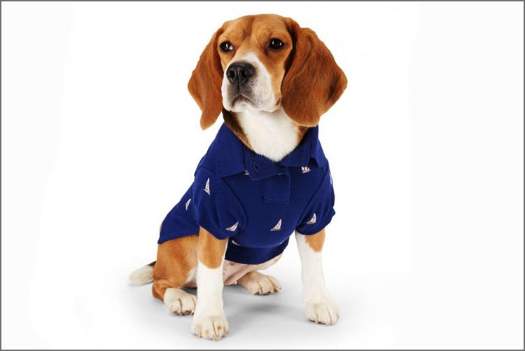 Ruff Day Check out Darvey s New Luxury Pet Clothing Section