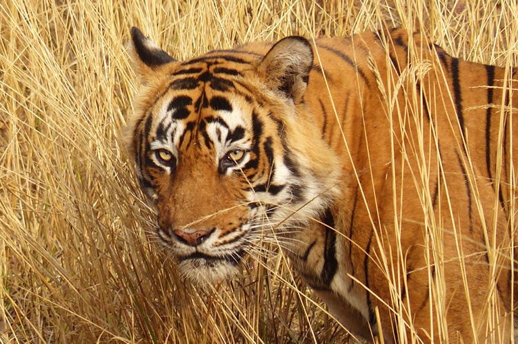 Tiger,Wildlife,Terrestrial animal,Mammal,Vertebrate,Bengal tiger,Felidae,Whiskers,Siberian tiger,Snout