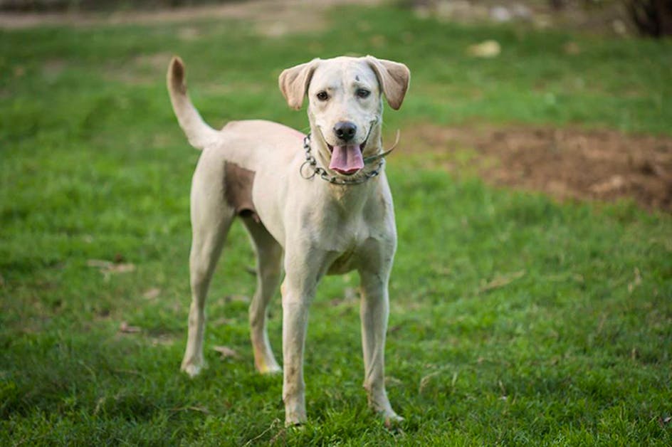 where to adopt a baby labrador retriever