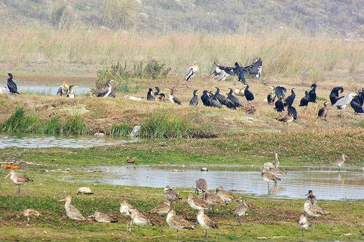 Bird,Wildlife,Animal migration,Bird migration,Flock,Water bird,Ciconiiformes,Beak,Crane-like bird,Crane