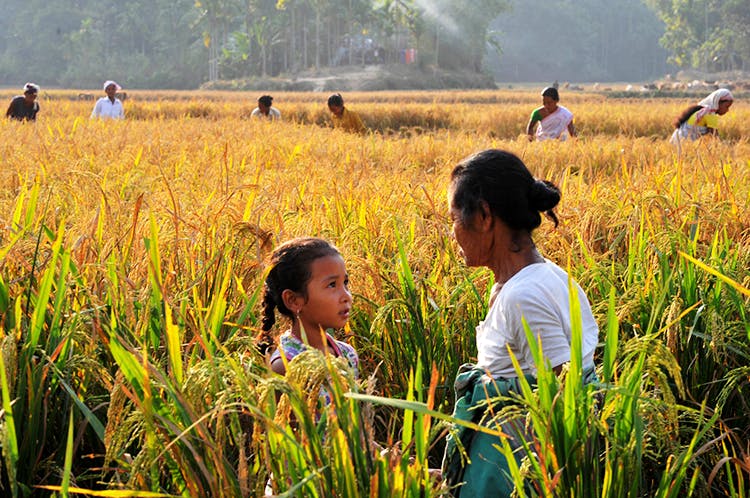 People in nature,Crop,Agriculture,Field,Harvest,Paddy field,Plant,Grass family,Farm,Grass