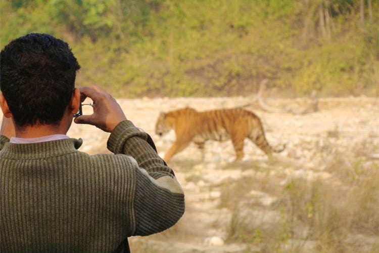 Bengal tiger,Wildlife,Felidae,Big cats,Safari,Carnivore,Terrestrial animal,Tiger,Lion,Adaptation