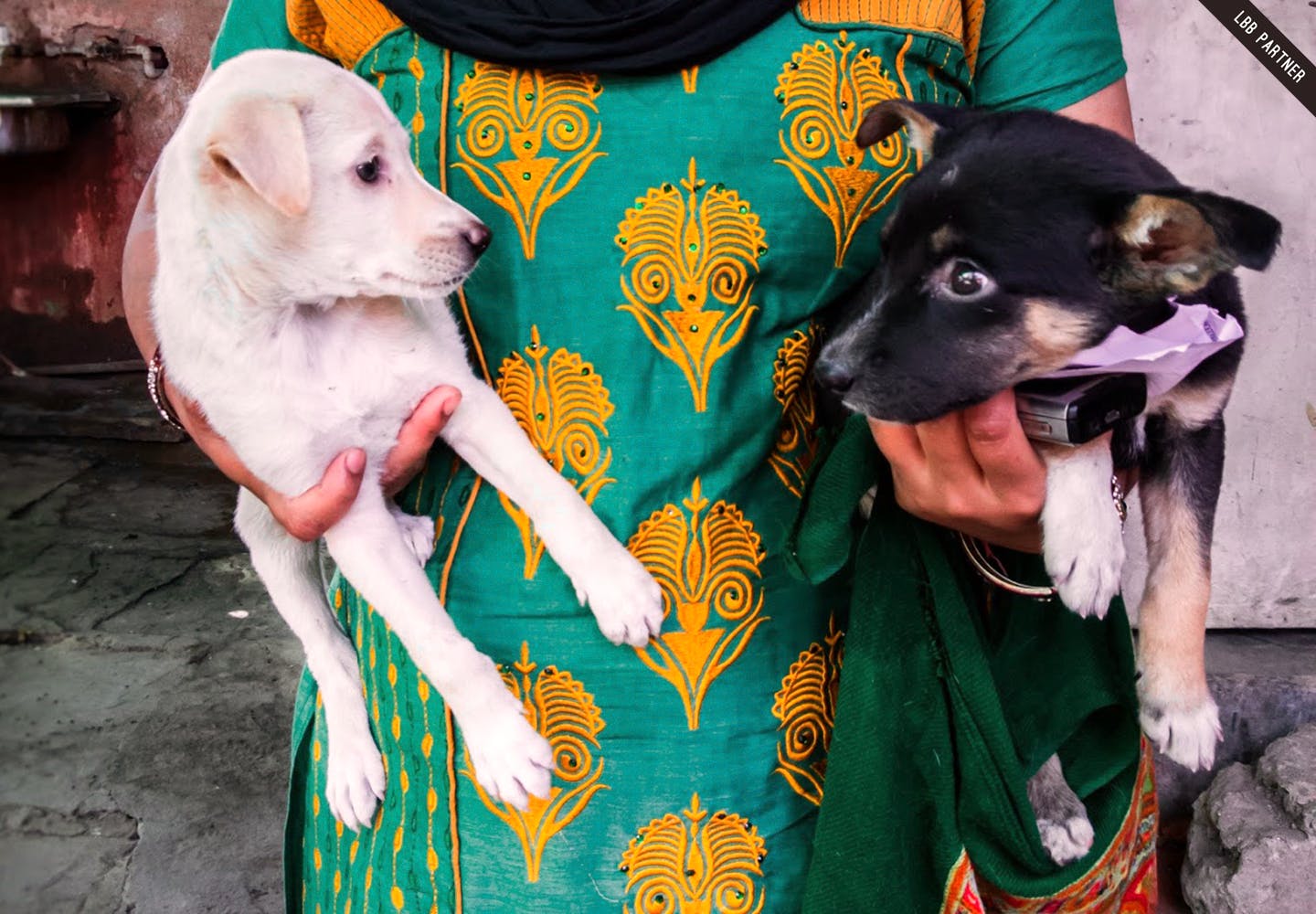 Adopt A Pet: Stories From Animal Shelters In Delhi | LBB, Delhi