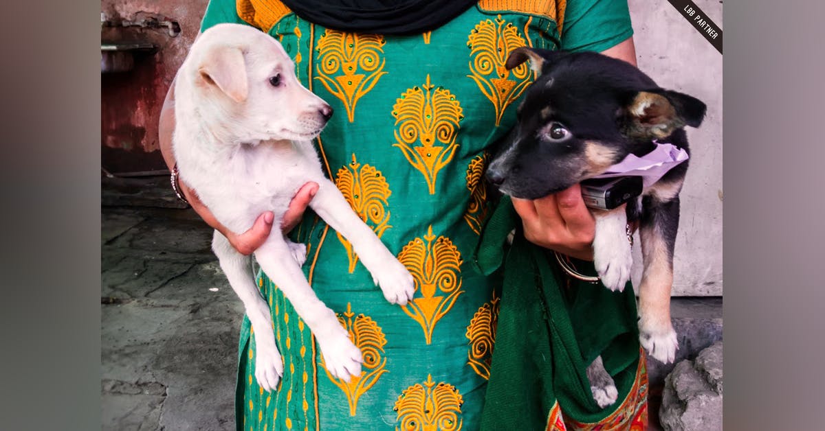 Adopt A Pet: Stories From Animal Shelters In Delhi | LBB, Delhi