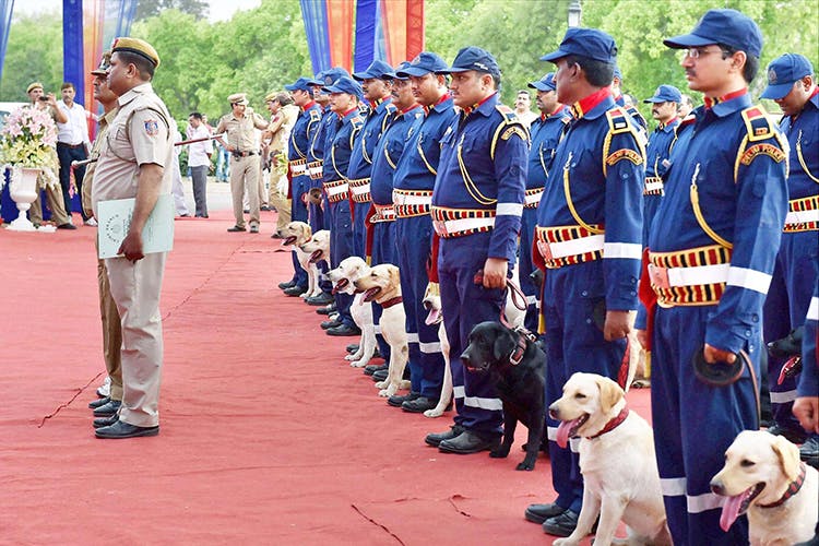 Uniform,Canidae,Military officer,Event,Sporting Group,Team,Marching