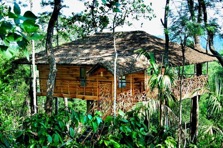 Shack,House,Hut,Jungle,Building,Cottage,Rural area,Roof,Tree,Tree house