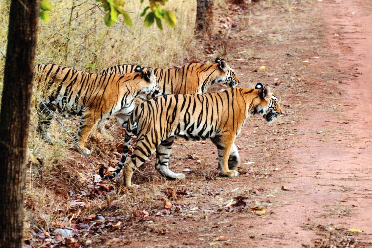 Tiger,Wildlife,Vertebrate,Terrestrial animal,Bengal tiger,Mammal,Felidae,Siberian tiger,Big cats,Nature reserve