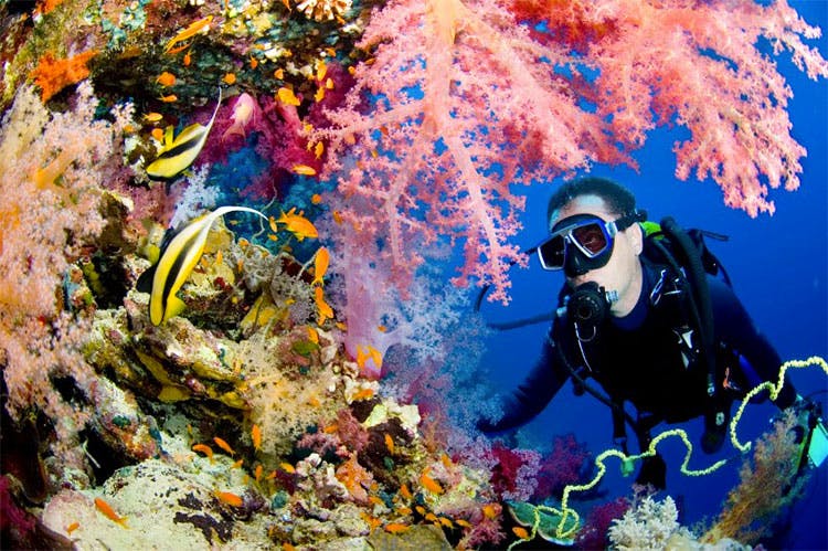 Underwater,Coral reef,Reef,Marine biology,Natural environment,Underwater diving,Scuba diving,Organism,Divemaster,Coral
