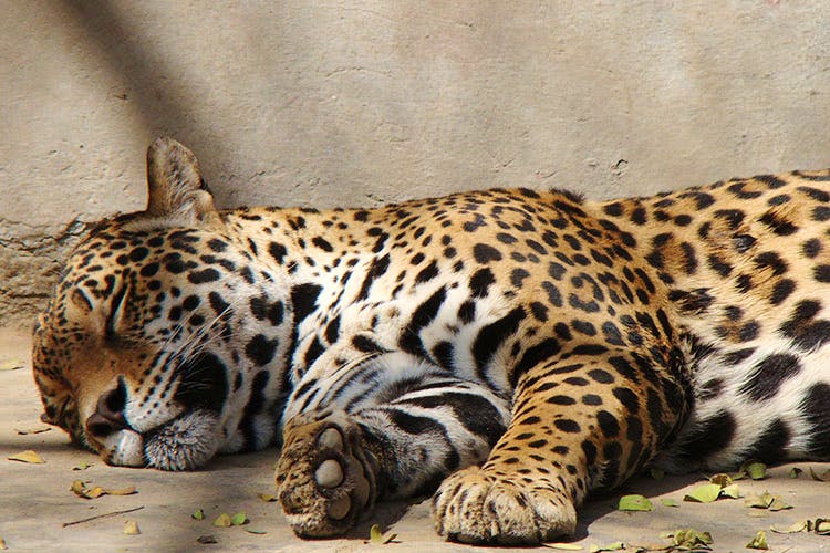Terrestrial animal,Mammal,Vertebrate,Wildlife,Felidae,Leopard,Carnivore,Whiskers,Jaguar,Big cats