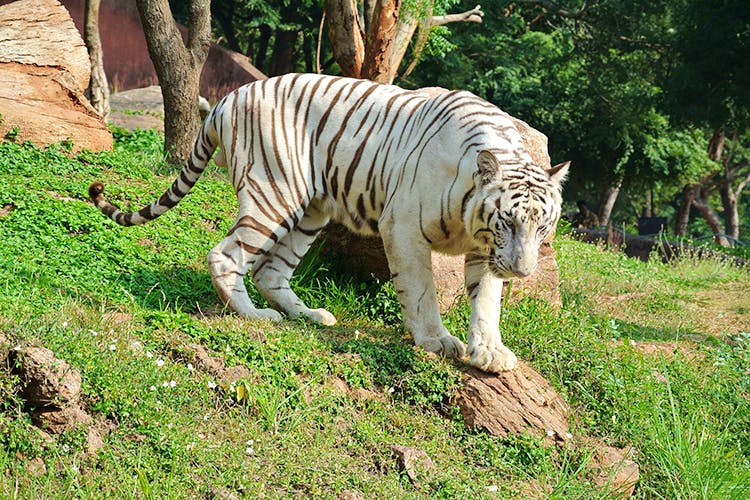 Tiger,Mammal,Wildlife,Vertebrate,Bengal tiger,Terrestrial animal,Siberian tiger,Felidae,Zoo,Big cats