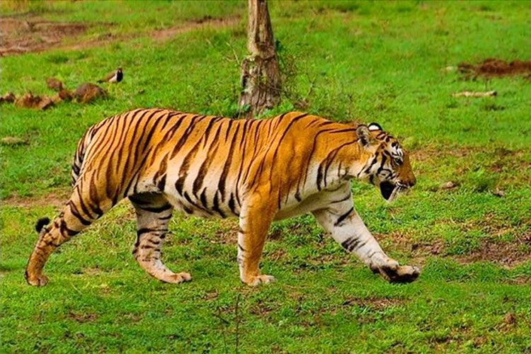 Tiger,Mammal,Wildlife,Vertebrate,Bengal tiger,Terrestrial animal,Siberian tiger,Felidae,Carnivore,Big cats